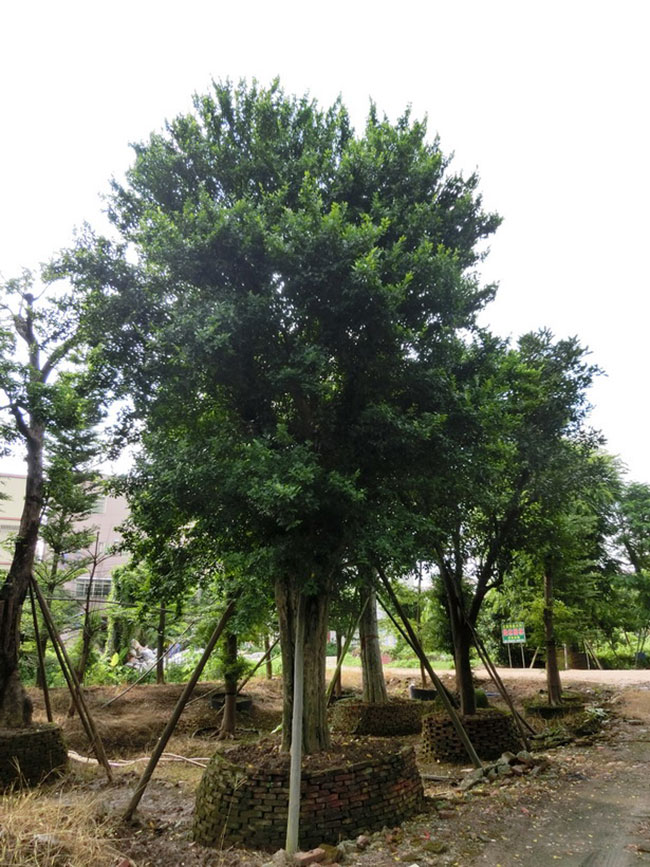 觀音樹是什么樹?觀音樹種植前景分析 觀音樹是什么樹?觀音樹種植前景分析