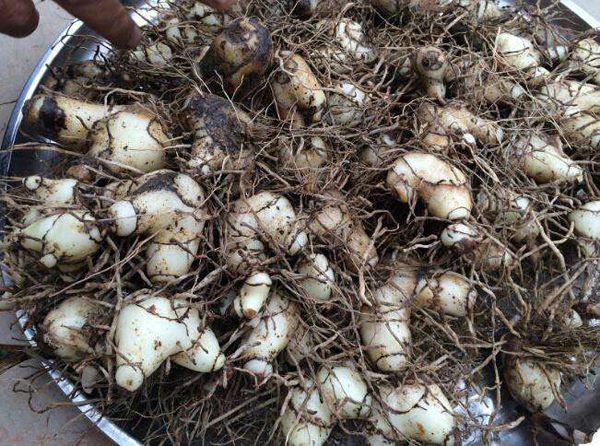 白芨的根 白芨的根