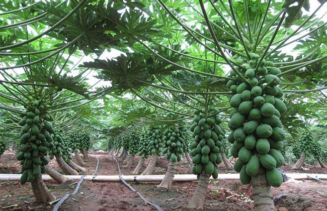 木瓜樹多少錢一棵?2020年木瓜樹價格最新價格