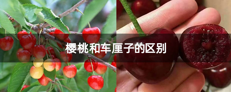 櫻桃和車?yán)遄拥膮^(qū)別 櫻桃和車?yán)遄拥膮^(qū)別