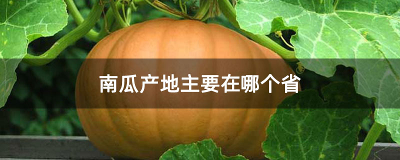 南瓜產地主要在哪個省