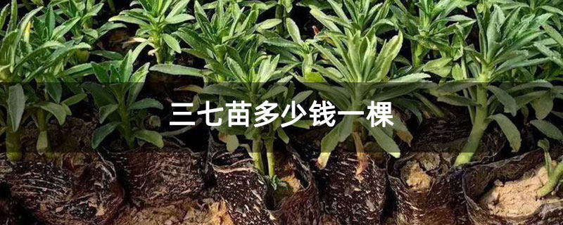 三七苗多少錢一棵
