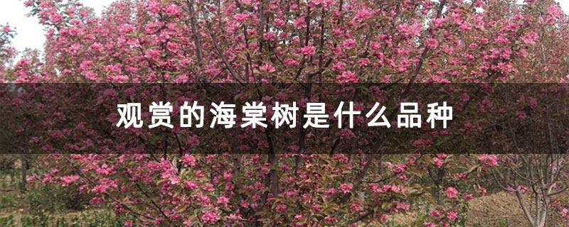 觀賞的海棠樹是什么品種 觀賞的海棠樹是什么品種