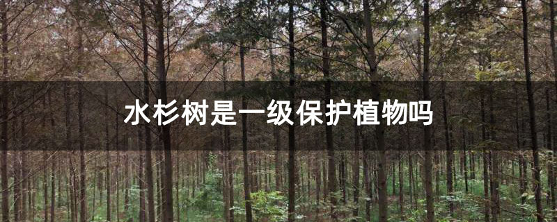 水杉樹是一級保護(hù)植物嗎