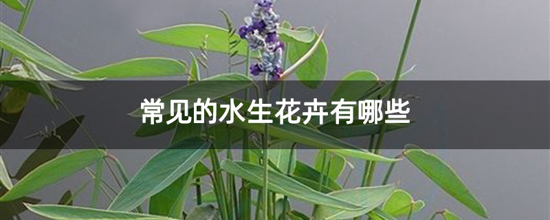 常見的水生花卉有哪些