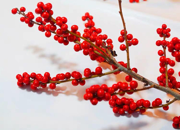 1609905052117303.jpg 6.jpg