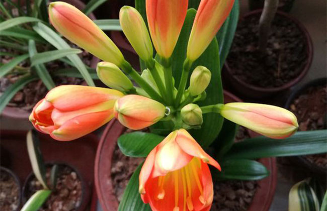 君子蘭的花語是什么?君子蘭的寓意和象征 君子蘭的花語是什么?君子蘭的寓意和象征