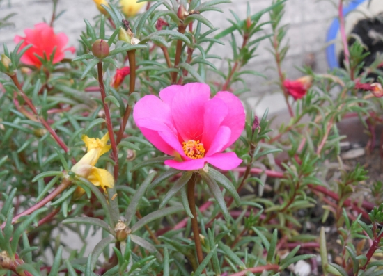超好養活的太陽花 超好養活的太陽花