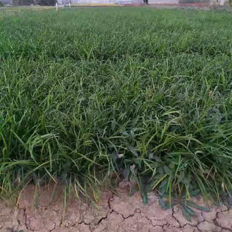 蘭花三七長(zhǎng)景園林沭陽(yáng) 蘭花三七長(zhǎng)景園林沭陽(yáng)