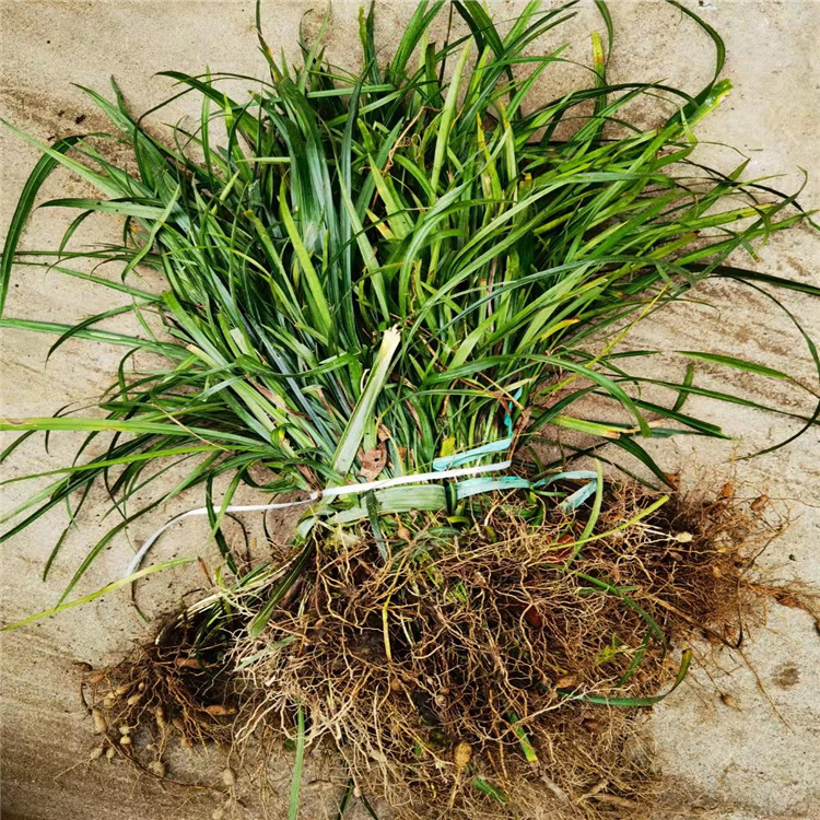 蘭花三七長(zhǎng)景園林沭陽(yáng) 蘭花三七長(zhǎng)景園林沭陽(yáng)