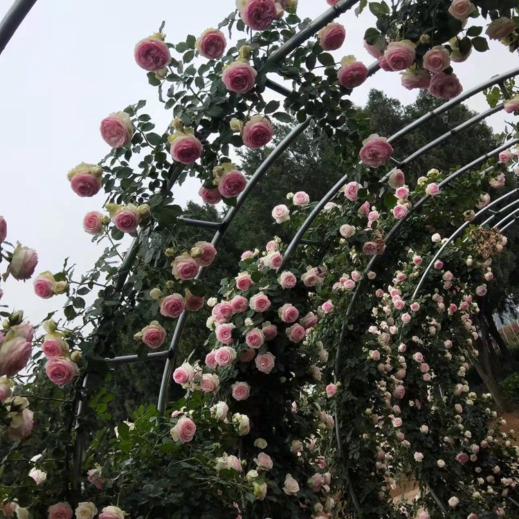 月季拱門 來自長景園林 月季拱門 來自長景園林