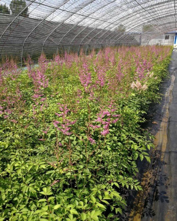 落新婦容器苗盆栽 落新婦容器苗盆栽