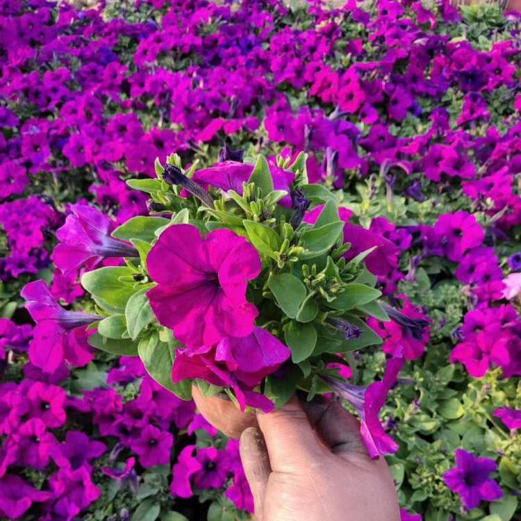 紫色喇叭花 紫色喇叭花